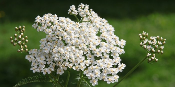 white,small flowers of yarrow herb