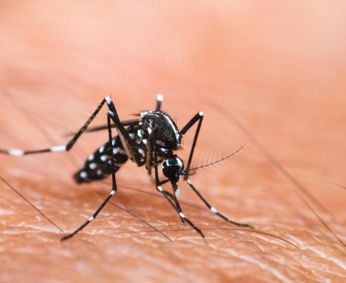Epidemie de dengue en Nouvelle-Caledonie 