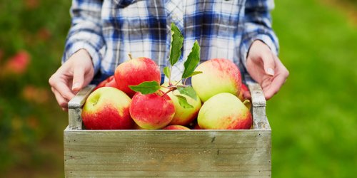 Pomme : un aliment medicament… plein de pesticides ? 