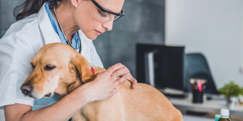 Tique : les signes d-une maladie de Lyme chez le chien
