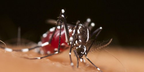 Chikungunya : cet ete, le risque d’epidemie est reel