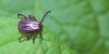 Maladie de Lyme : les 6 zones à risques de morsure de tiques